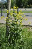 Bunias orientalis. Цветущее растение. Санкт-Петербург, Кировский р-н, газон. 06.06.2026.