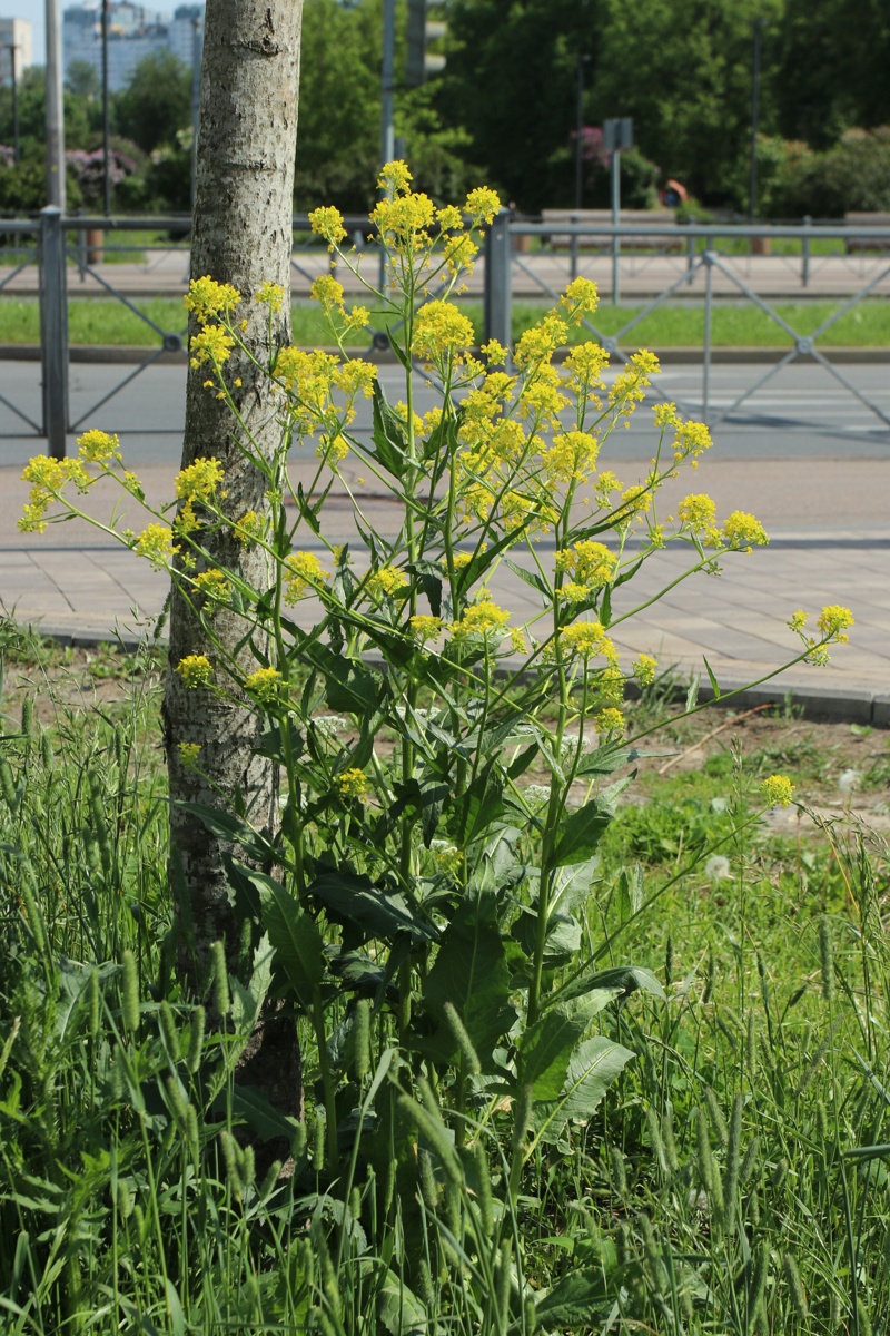 Image of Bunias orientalis specimen.