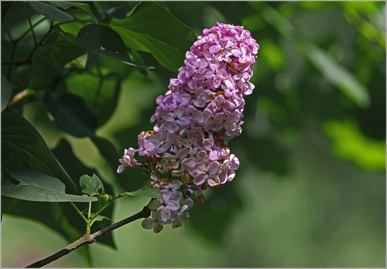 Изображение особи Syringa vulgaris.
