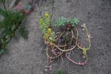 genus Euphorbia