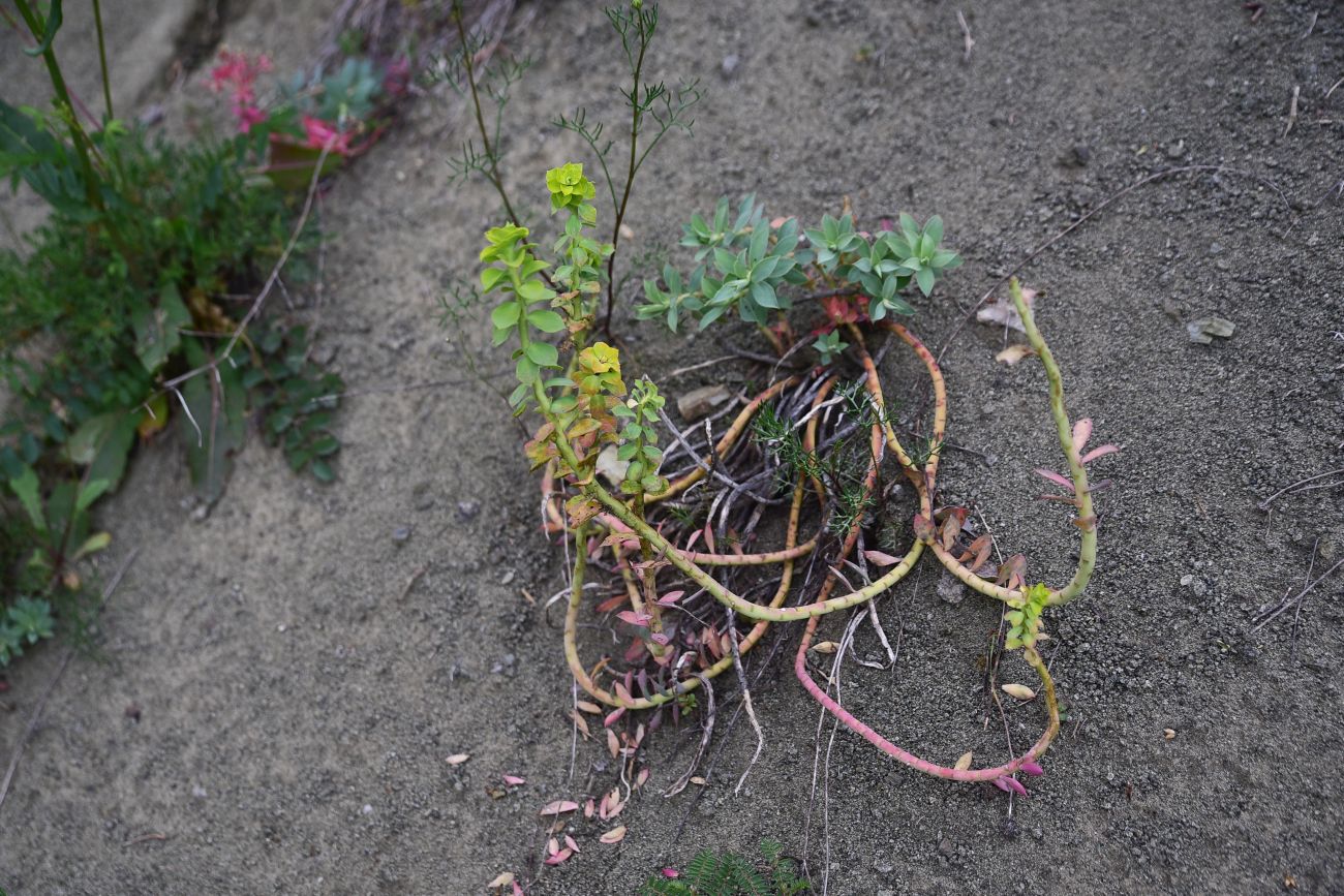 Image of genus Euphorbia specimen.