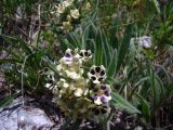 Macrotomia bosbutooensis