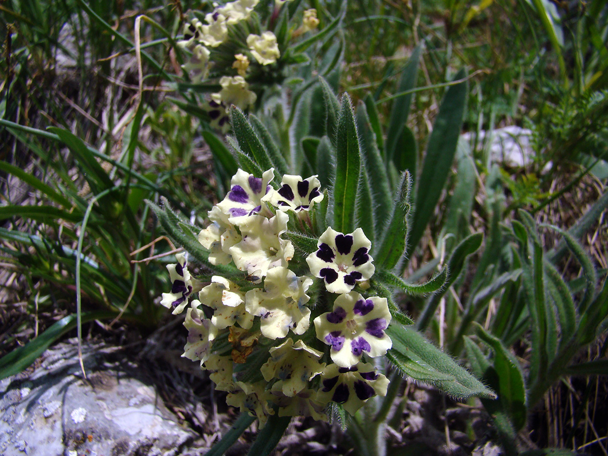 Изображение особи Macrotomia bosbutooensis.