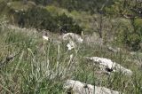 Cerastium biebersteinii. Цветущее растение. Крым, Караби-яйла, ур. Чигенитра, поляна, скальный выход. 16.05.2026.