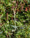 Tephroseris phaeantha