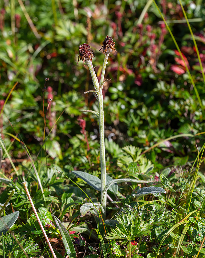 Image of Tephroseris phaeantha specimen.