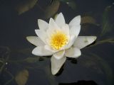 Nymphaea candida