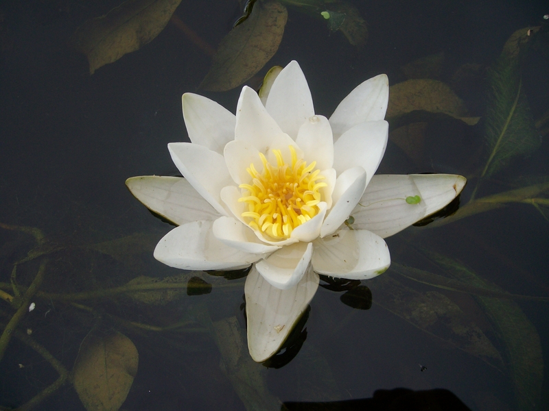 Image of Nymphaea candida specimen.