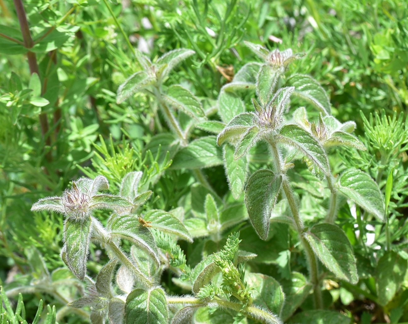 Изображение особи семейство Lamiaceae.