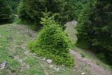 Picea orientalis. Молодые растения. Турция, ил Артвин, окр. монастыря Парехи, край леса. 12 июня 2026 г.