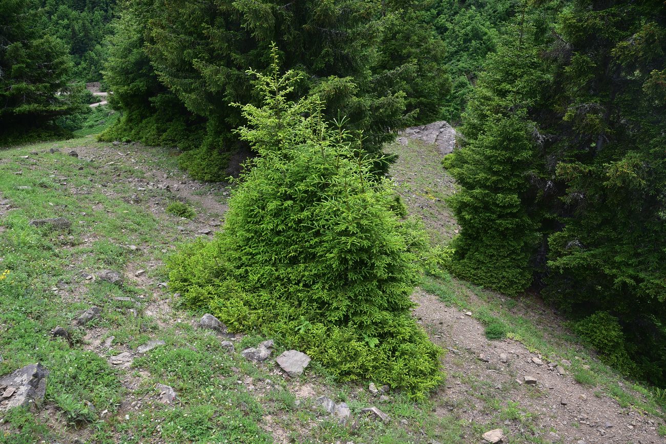 Изображение особи Picea orientalis.