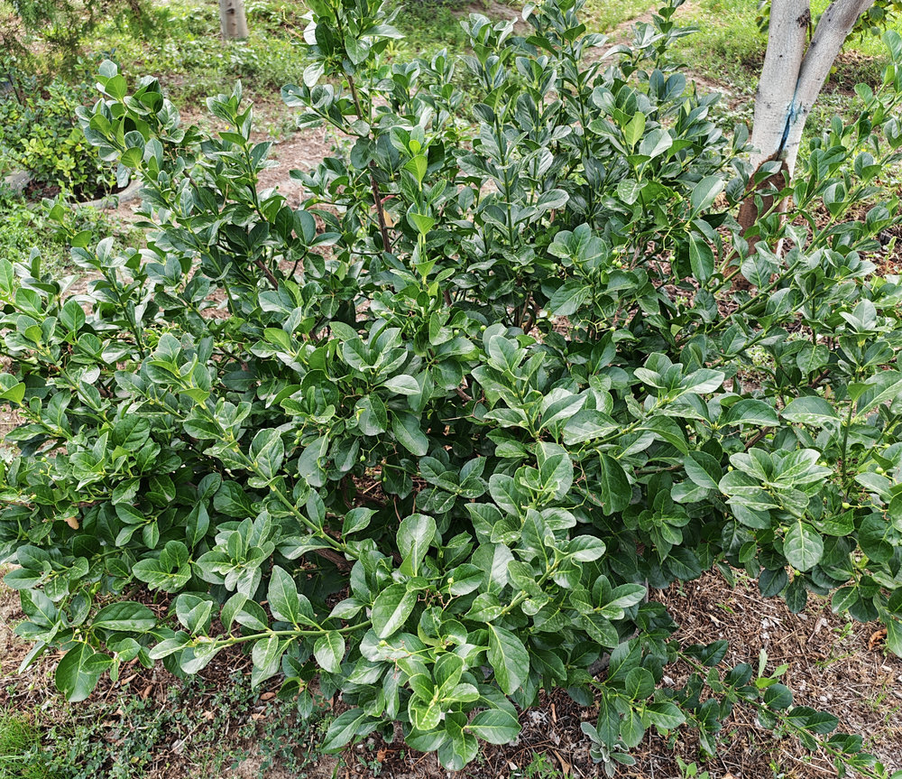 Изображение особи Euonymus japonicus.