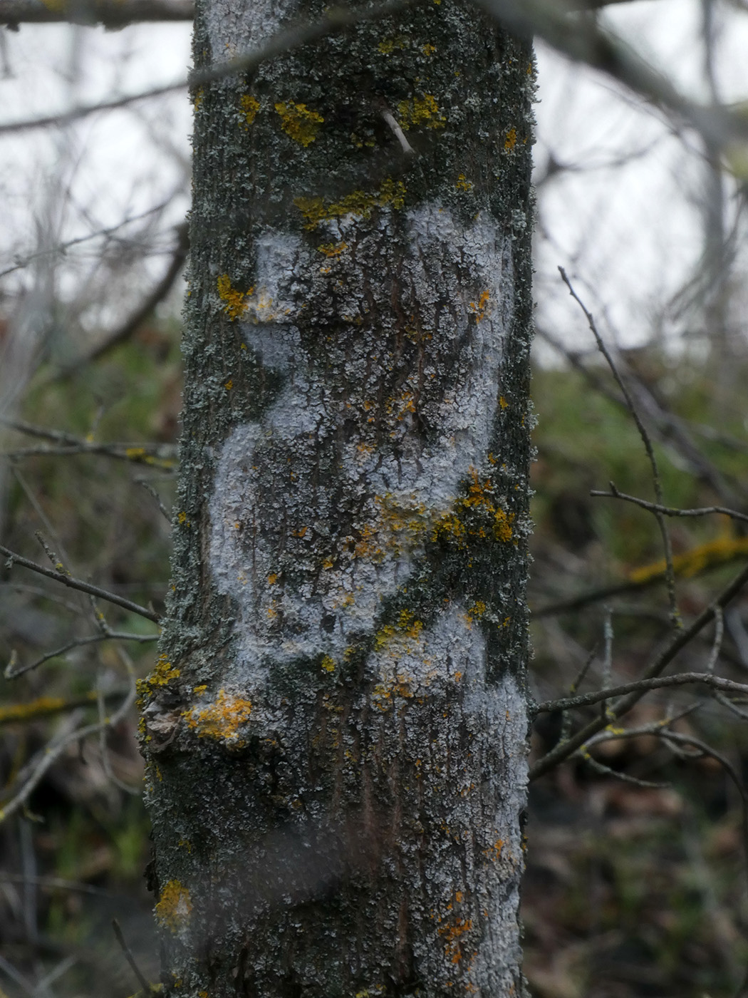 Image of Unknown species specimen.