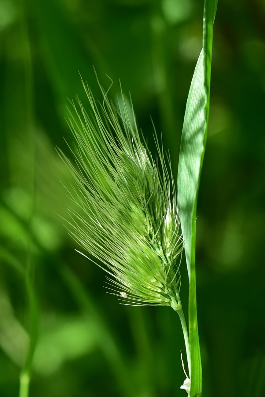 Image of familia Poaceae specimen.