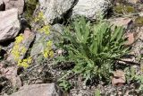 Patrinia intermedia. Цветущее растение в сообществе с Orostachys thyrsiflora. Кыргызстан, Джалал-Абадская обл., Токтогульский р-н, окр. с. Сары-Камыш, вдоль трассы М-77 и р. Кёкёмерен; 1250 м н.у.м., щебнисто-глинистый склон. 06.07.2026.