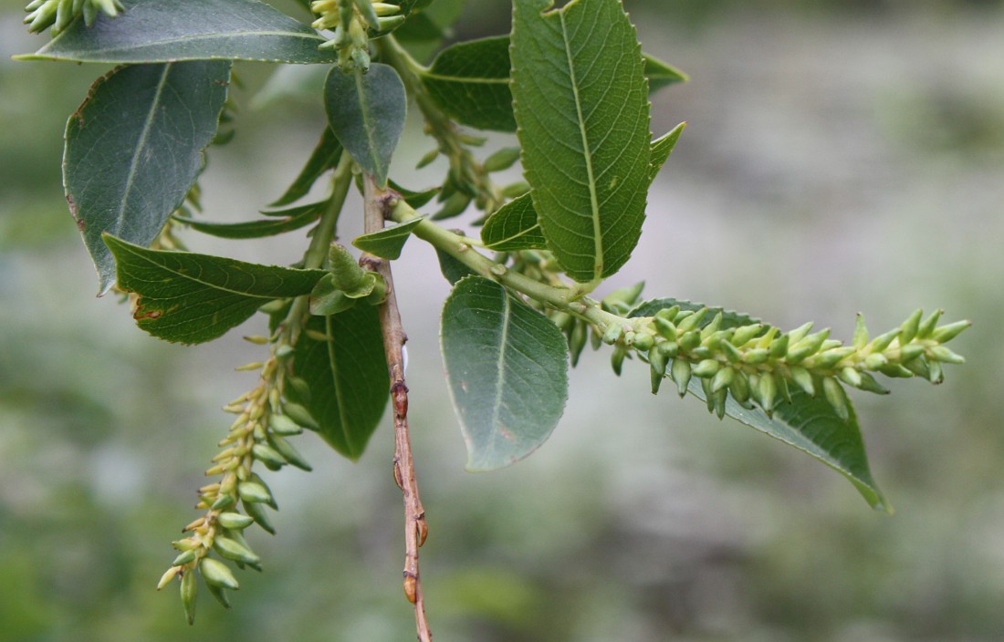 Изображение особи Salix pentandra.