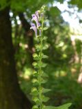 Scutellaria altissima. Часть соцветия с цветками и завязавшимися плодами. Днепропетровская обл., балка в верховьях р. Самоткани. 04.06.2011.