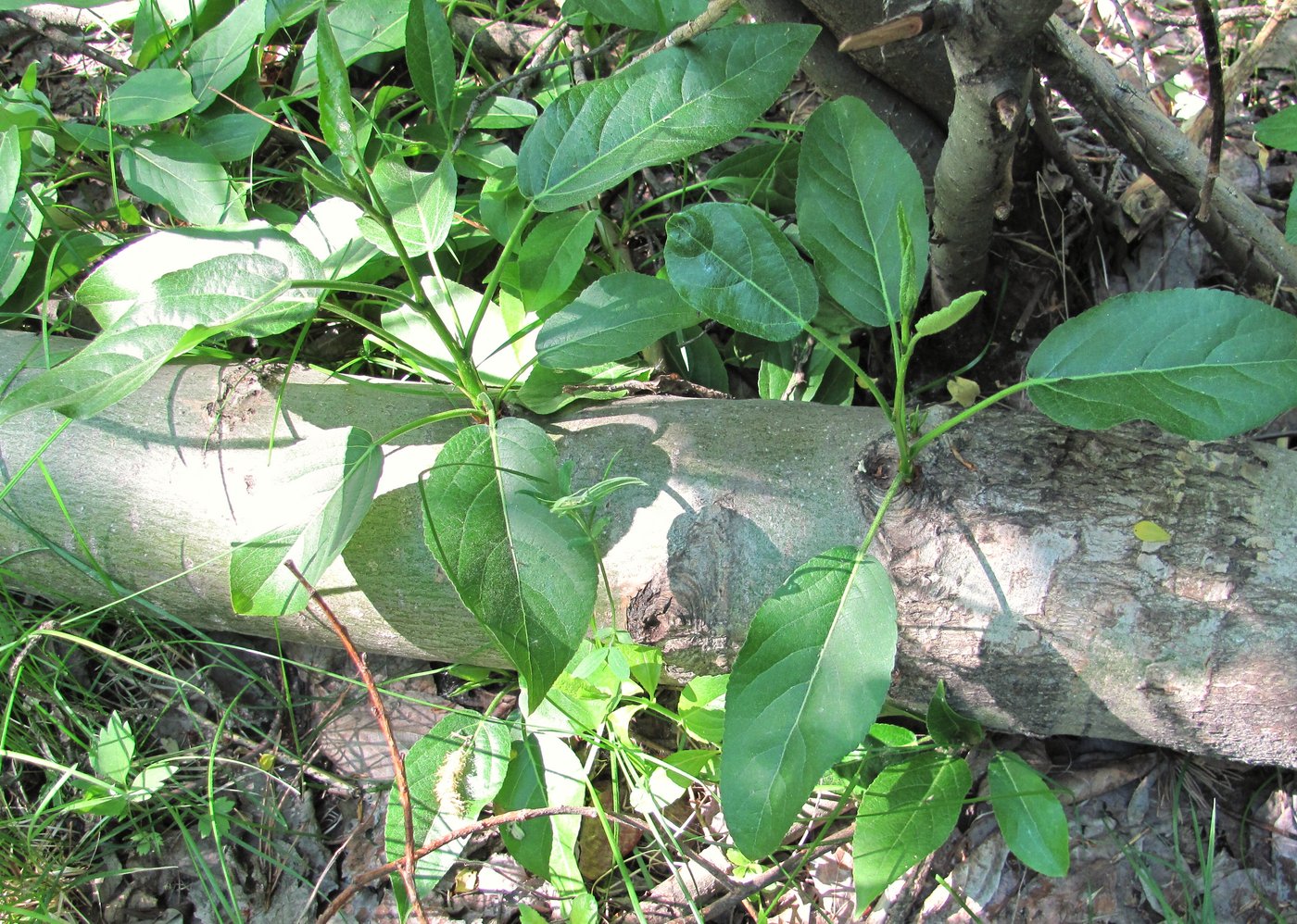 Image of genus Populus specimen.