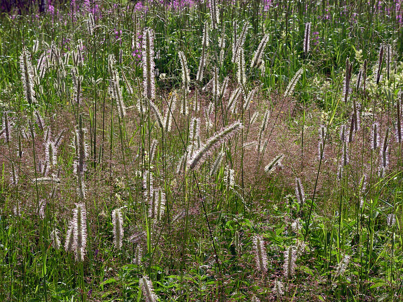 Изображение особи Phleum pratense.