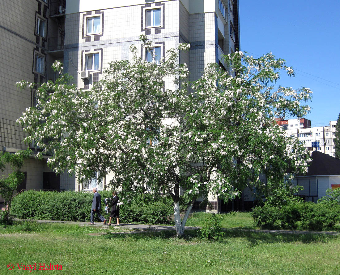 Image of Robinia luxurians specimen.