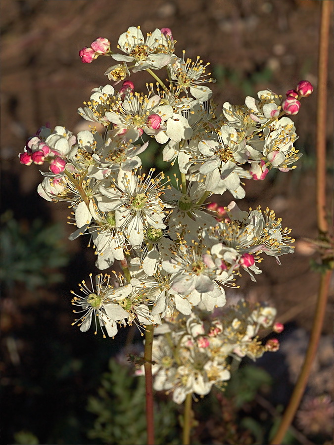 Image of Filipendula vulgaris specimen.