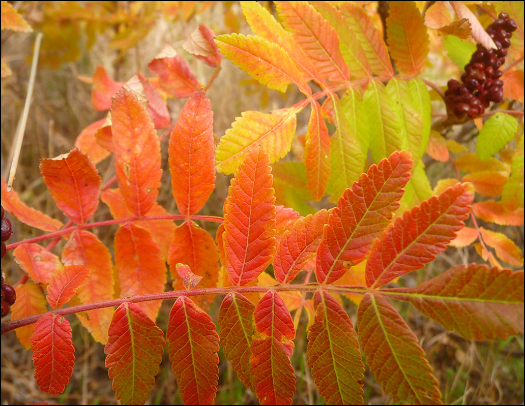 Изображение особи Rhus coriaria.