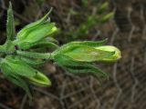 Campanula lyrata. Бутоны. Греция, остров Родос, Долина бабочек (Petaloudes), на скале в широколиственном лесу. 6 мая 2011 г.