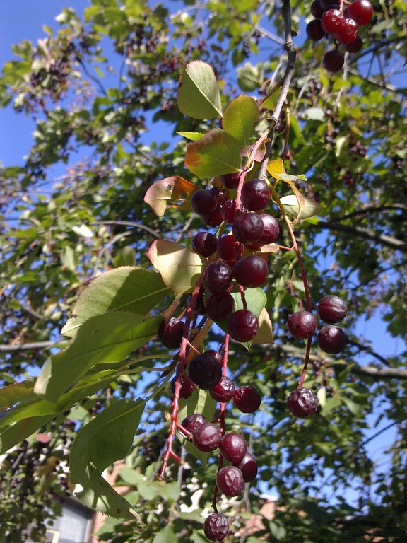 Image of Padus virginiana specimen.