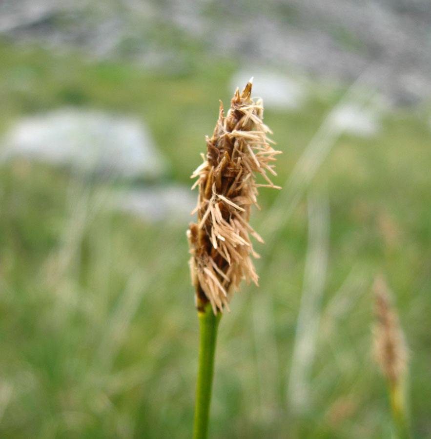 Изображение особи Kobresia macrolepis.