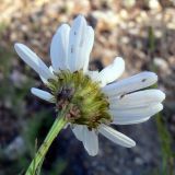 Tripleurospermum inodorum