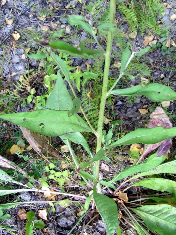 Изображение особи Centaurea integrifolia.