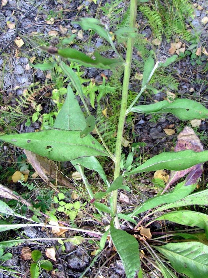 Image of Centaurea integrifolia specimen.