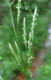 Glyceria notata