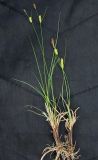 Carex songorica