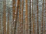 Pinus sylvestris. Сволы взрослых сосен в молодом древостое. Москва, Кузьминский лесопарк. 04.01.2004.
