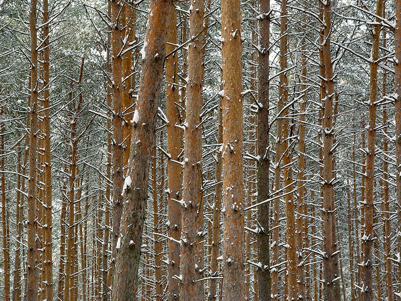 Изображение особи Pinus sylvestris.