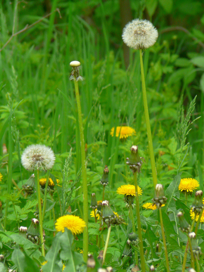 Изображение особи Taraxacum officinale.