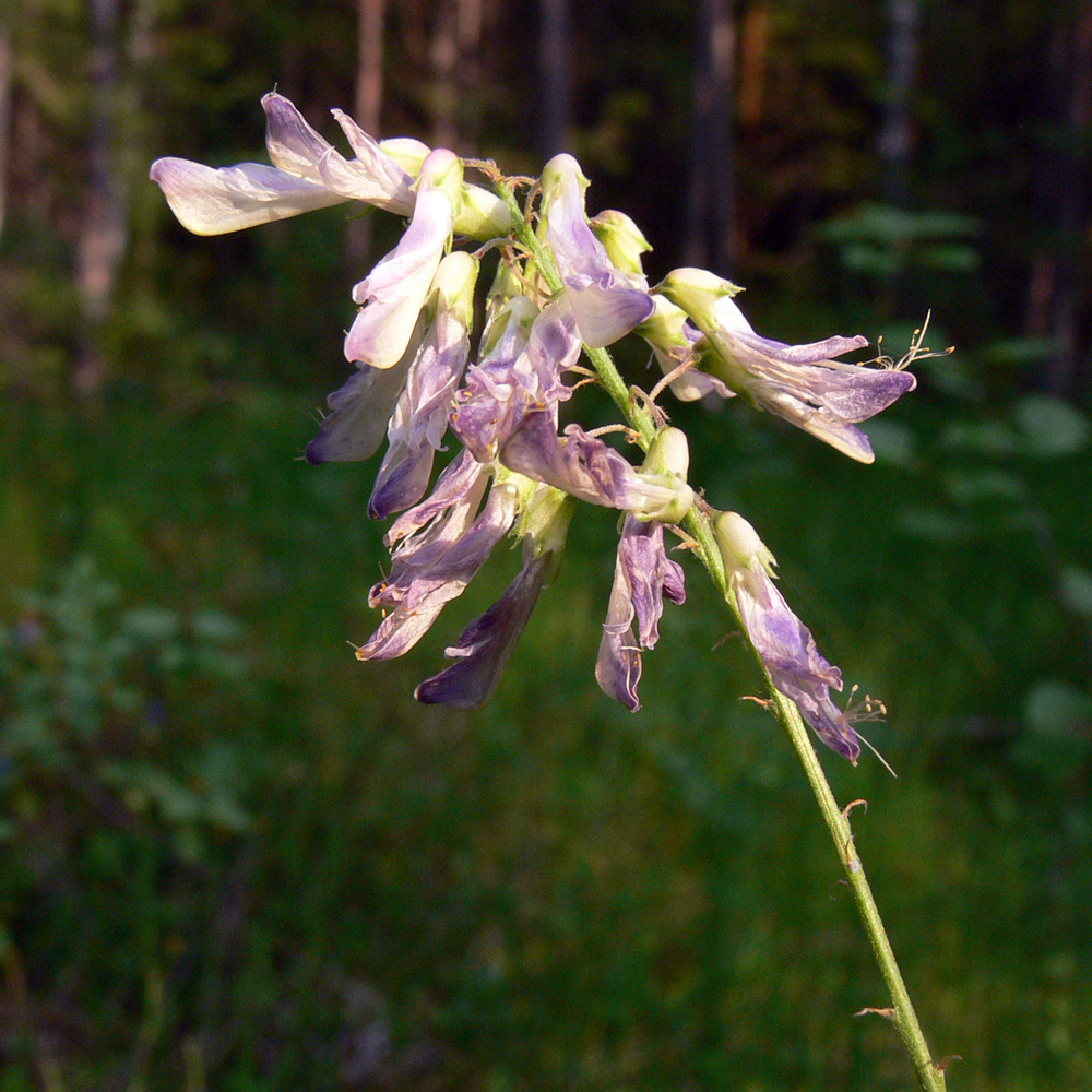 Изображение особи Hedysarum alpinum.