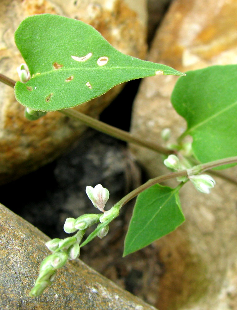 Image of Fallopia convolvulus specimen.