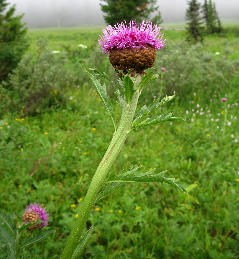 Изображение особи Stemmacantha orientalis.