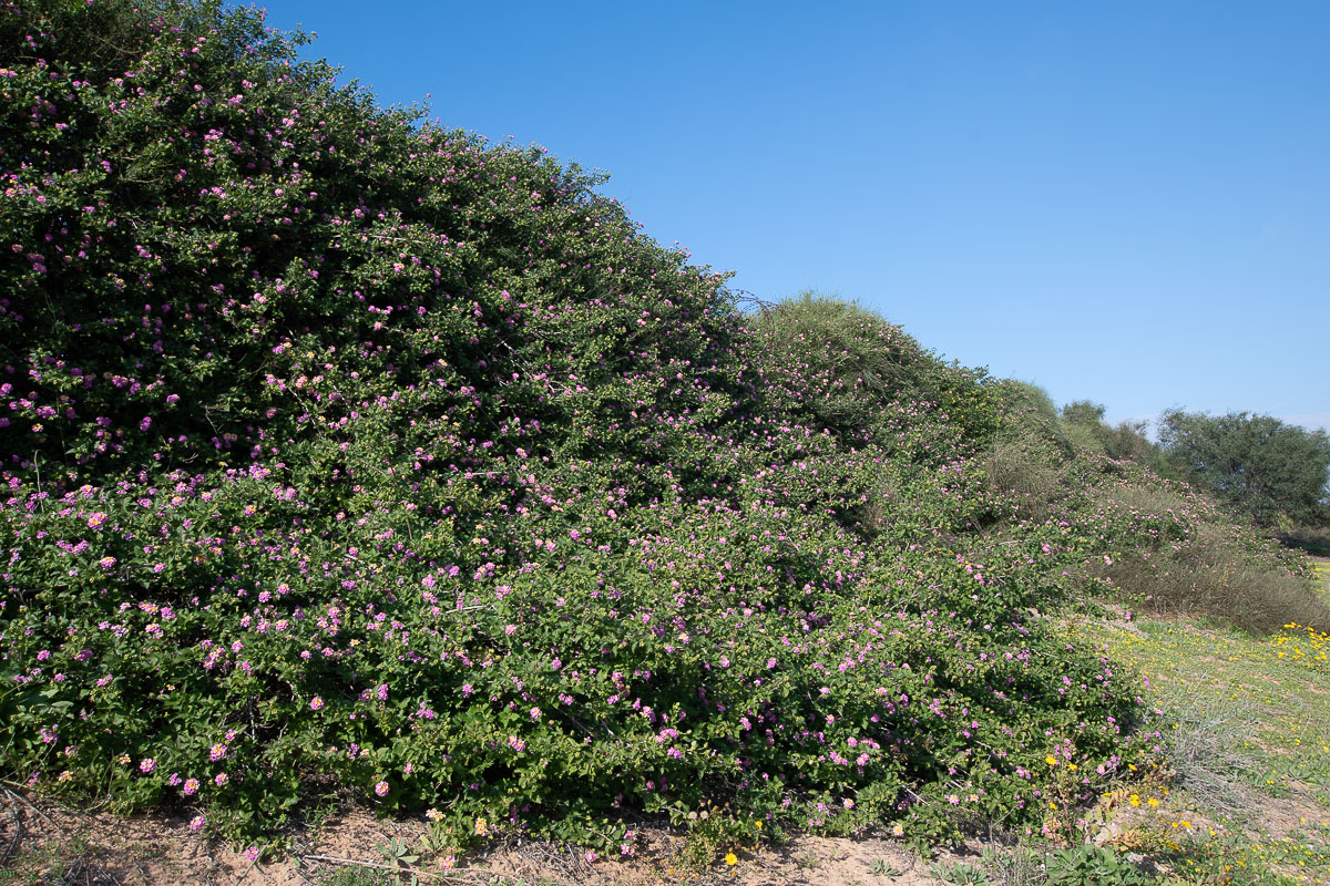 Изображение особи Lantana camara.