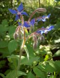 Borago officinalis