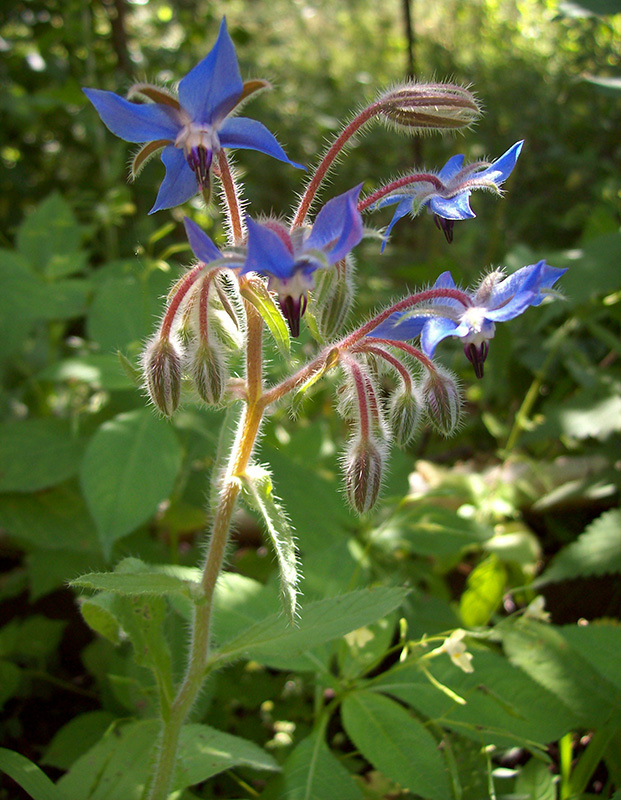 Изображение особи Borago officinalis.