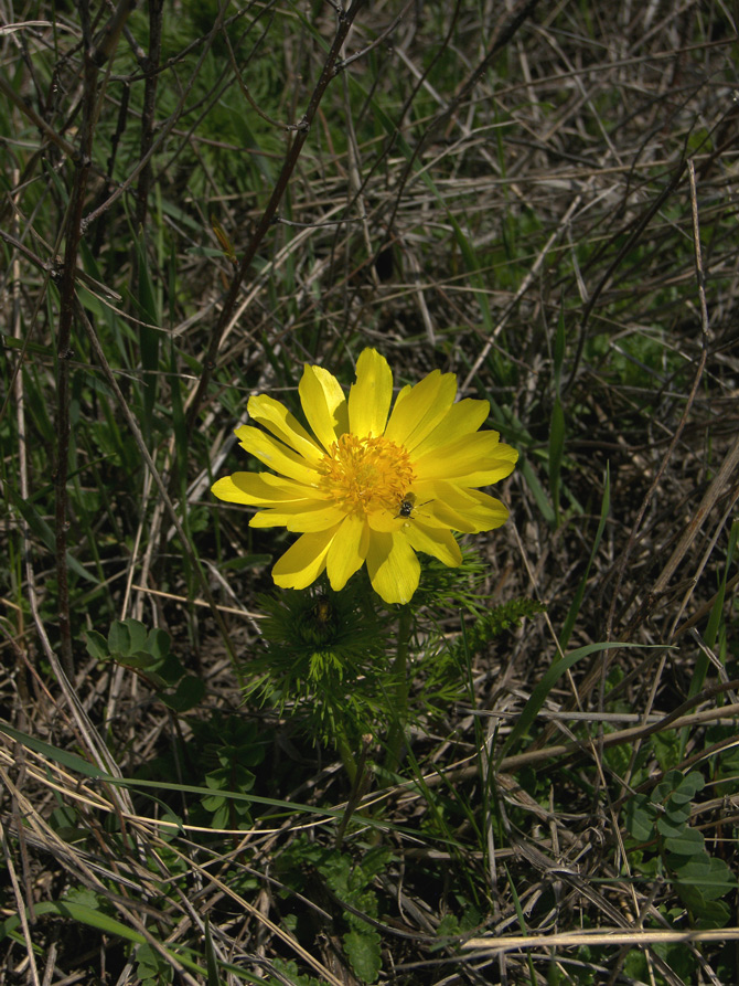 Изображение особи Adonis vernalis.