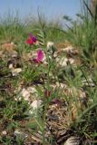 Vicia amphicarpa