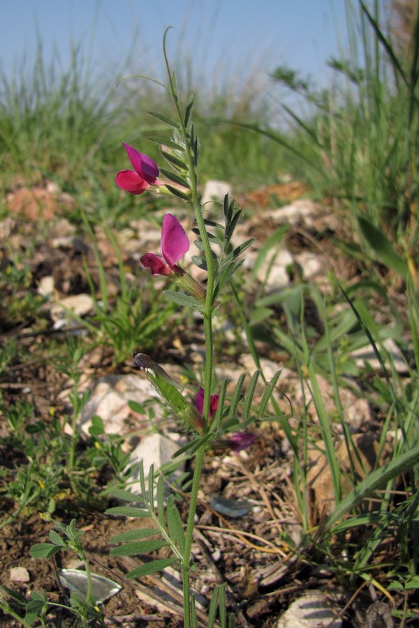 Image of Vicia amphicarpa specimen.