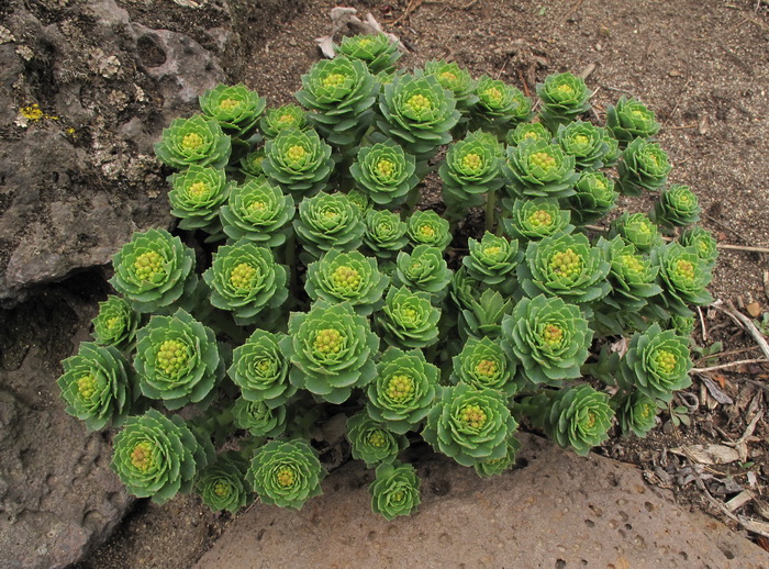 Изображение особи Rhodiola rosea.