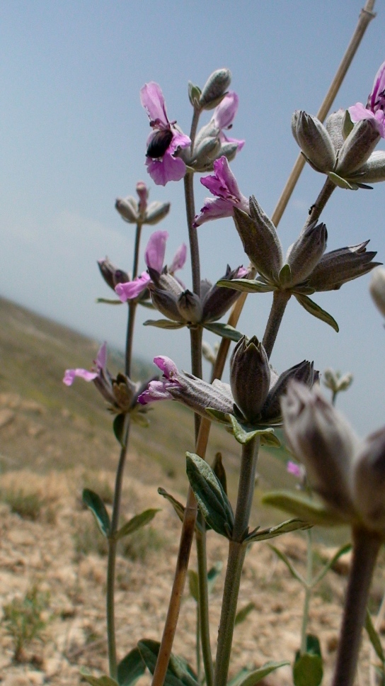 Изображение особи Stachys inflata.