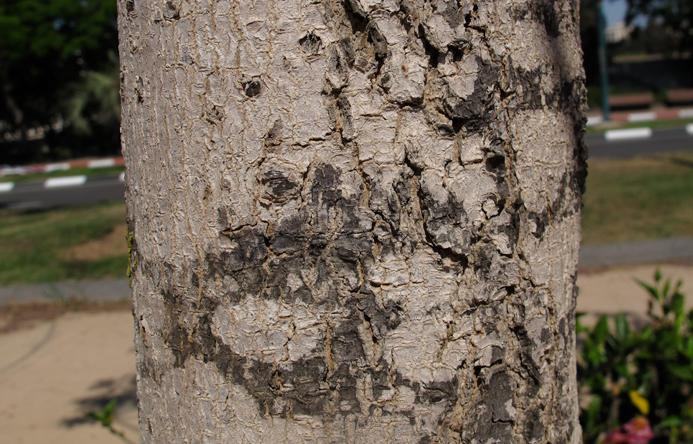 Image of Jacaranda mimosifolia specimen.