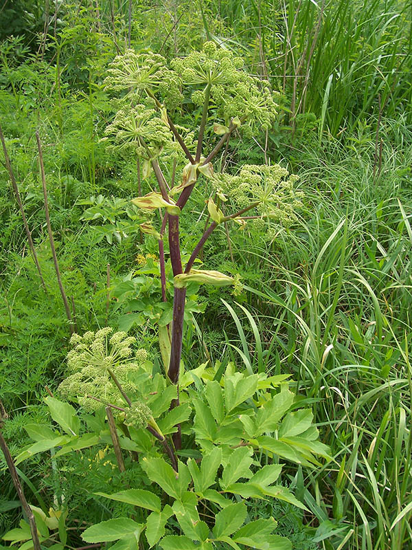 Изображение особи Archangelica officinalis.